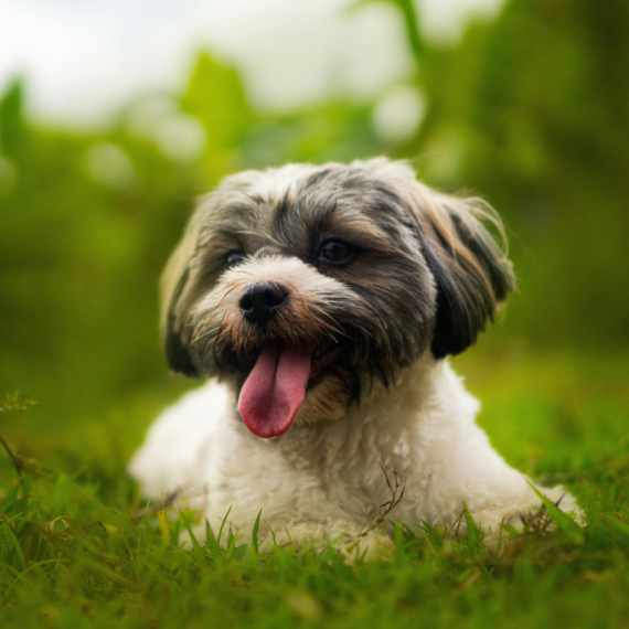 About havanese breed - facts and overview