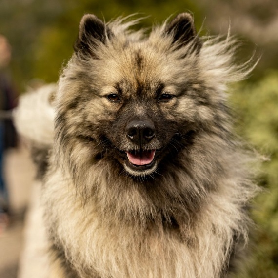 About keeshond breed - facts and overview