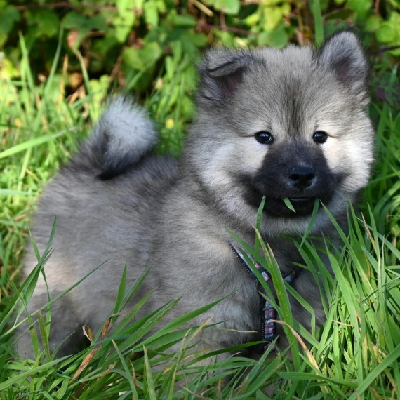 About keeshond breed - facts and overview