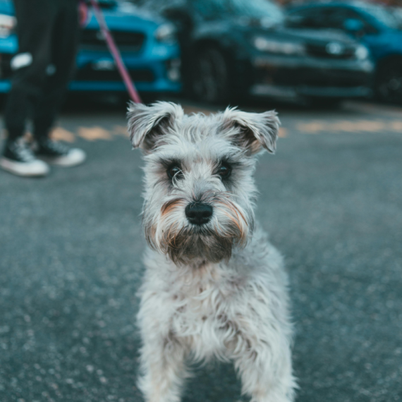 About miniature schnauzer breed - facts and overview