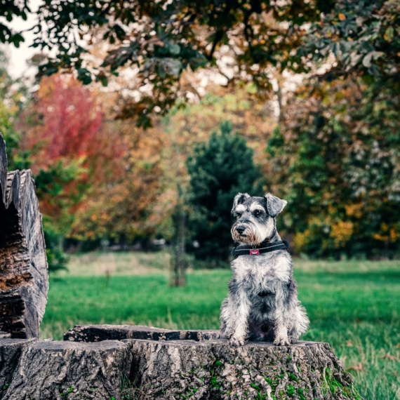 About miniature schnauzer breed - facts and overview