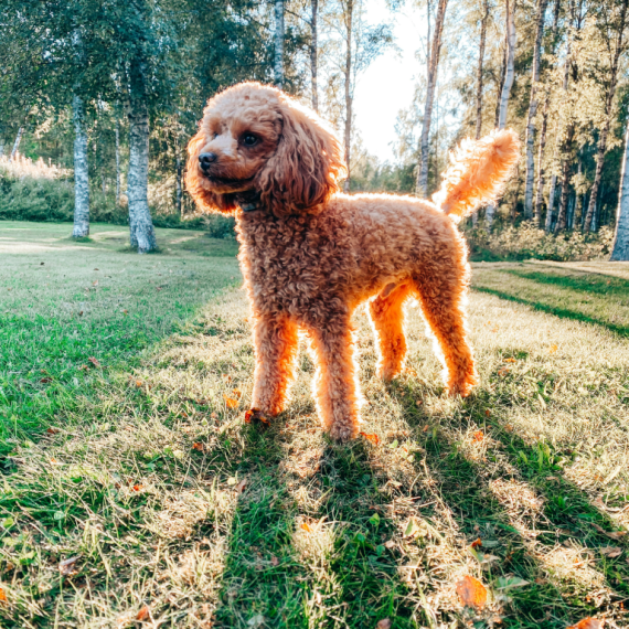 About poodle breed - facts and overview