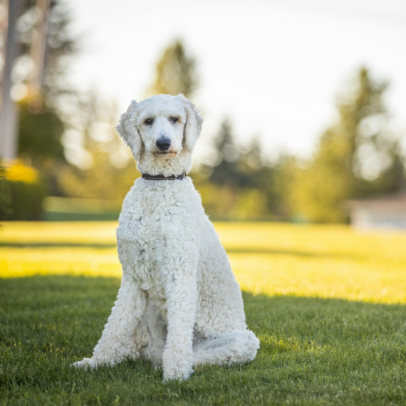About poodle breed - facts and overview