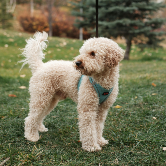 About labradoodle breed - facts and overview