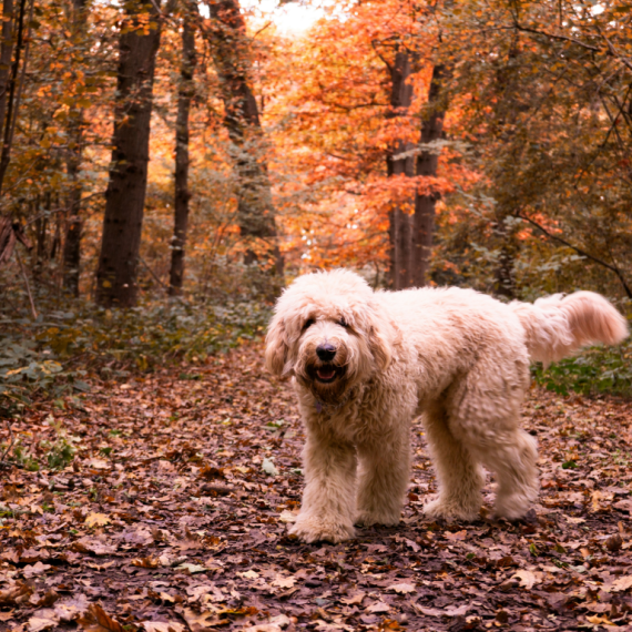 About labradoodle breed - facts and overview