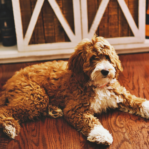 About goldendoodle breed - facts and overview