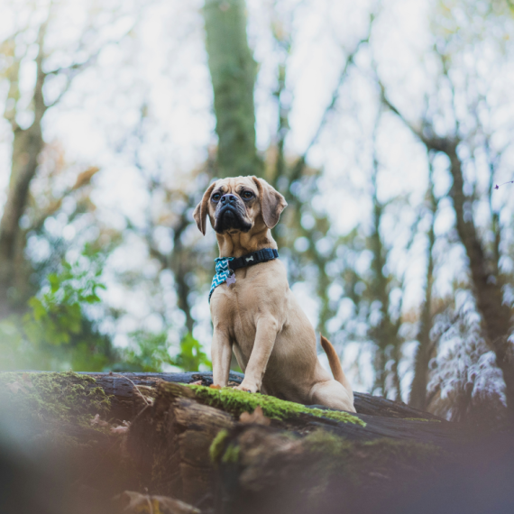 About puggle breed - facts and overview