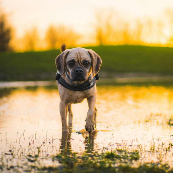 About puggle breed - facts and overview