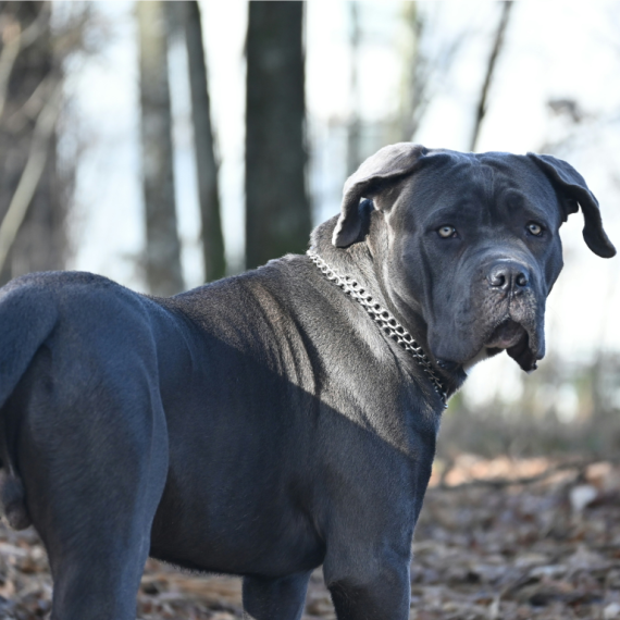 About cane corso breed - facts and overview