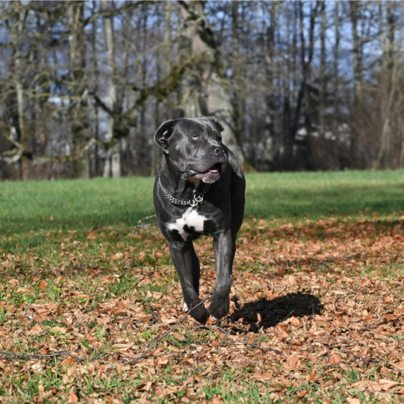 About cane corso breed - facts and overview