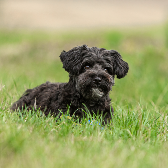 About Yorkiepoo