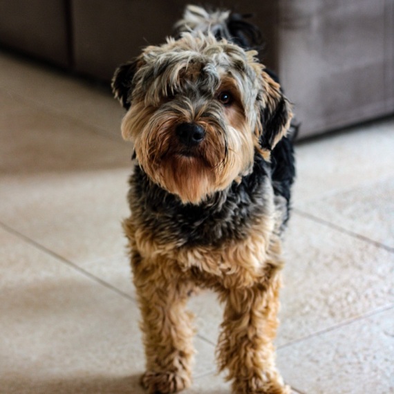 About yorkiepoo breed - facts and overview