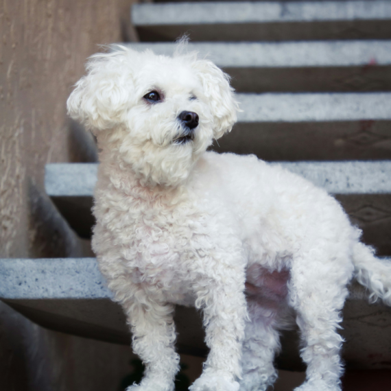 About maltipoo breed - facts and overview