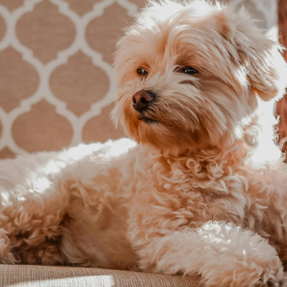 About maltipoo breed - facts and overview