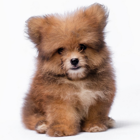 About Pomapoo