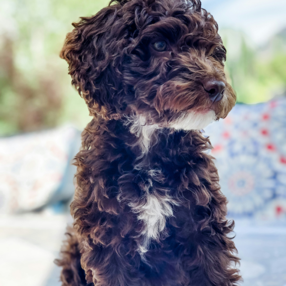 About cockapoo breed - facts and overview