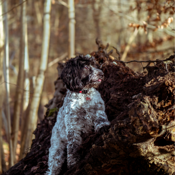 About cockapoo breed - facts and overview