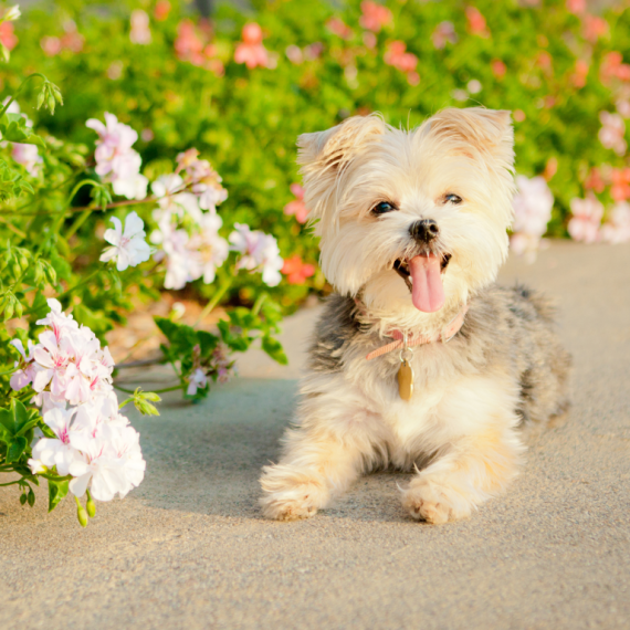 About morkie breed - facts and overview