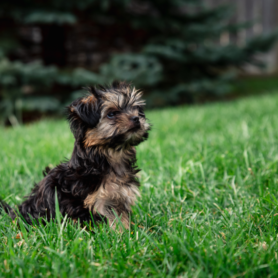 About morkie breed - facts and overview