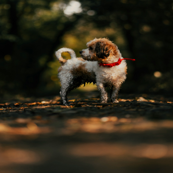 About shihpoo breed - facts and overview