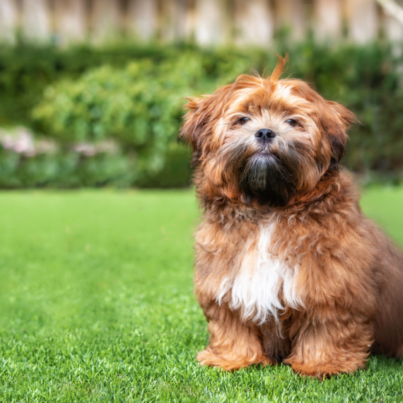 About shichon breed - facts and overview