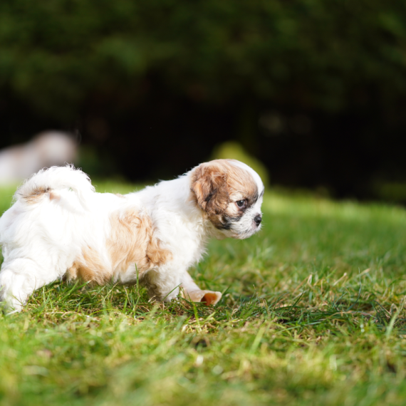 About shichon breed - facts and overview