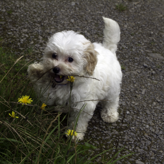 About cavachon breed - facts and overview