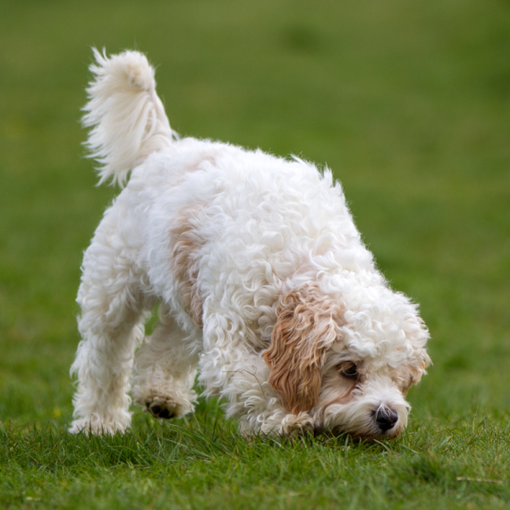 About cavachon breed - facts and overview