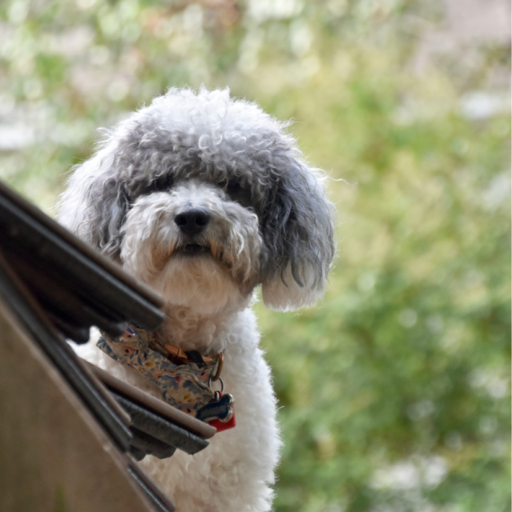 About schnoodle breed - facts and overview