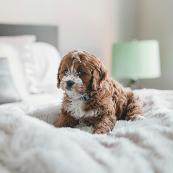 About cavapoo breed - facts and overview