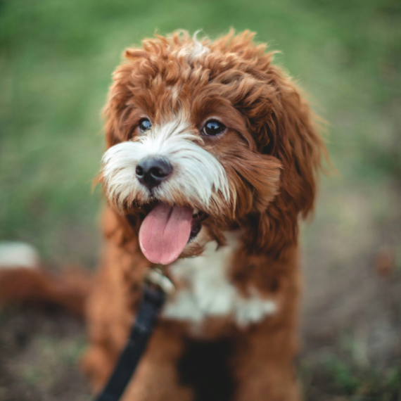 About cavapoo breed - facts and overview