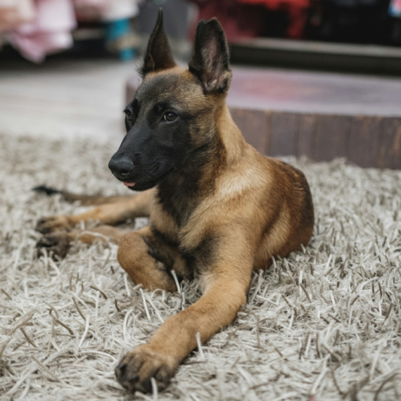 About belgian malinois breed - facts and overview