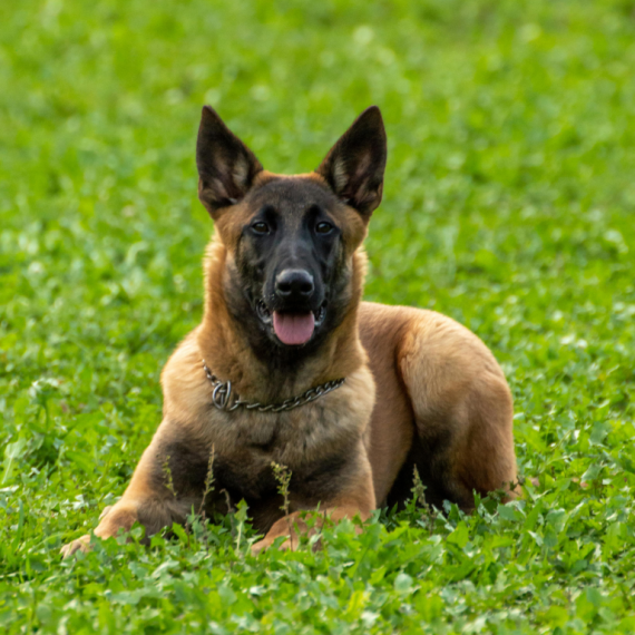 About belgian malinois breed - facts and overview