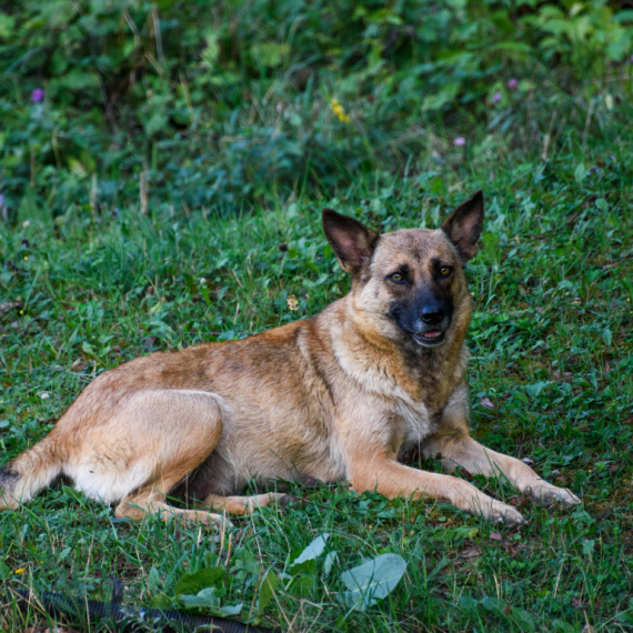About belgian malinois breed - facts and overview