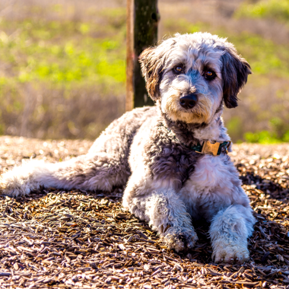 About aussiedoodle breed - facts and overview