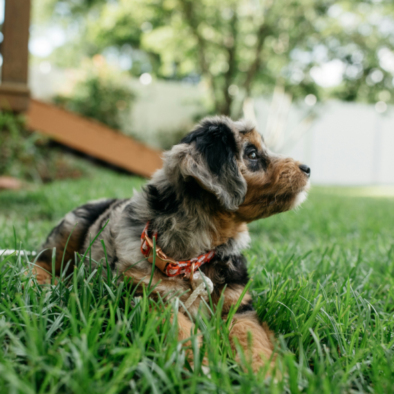 About aussiedoodle breed - facts and overview