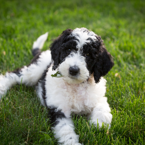 About sheepadoodle breed - facts and overview