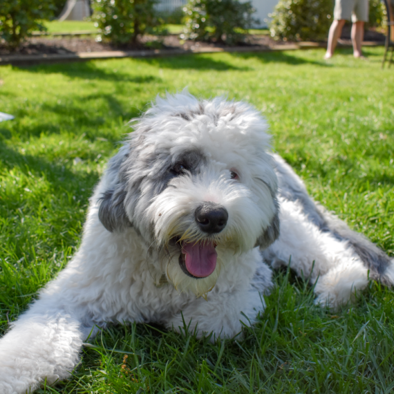 About sheepadoodle breed - facts and overview