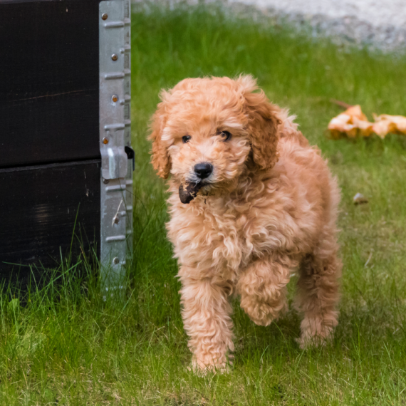 About bichonpoo breed - facts and overview