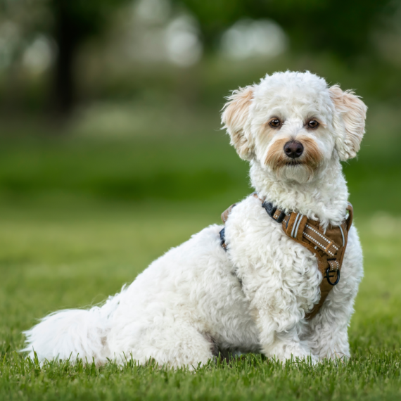 About bichonpoo breed - facts and overview