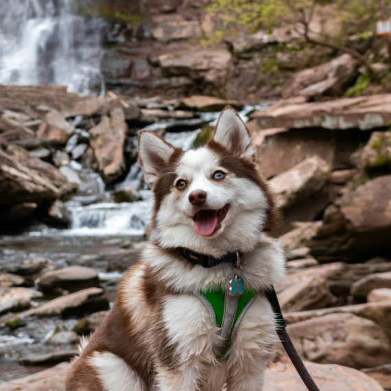 About pomsky breed - facts and overview