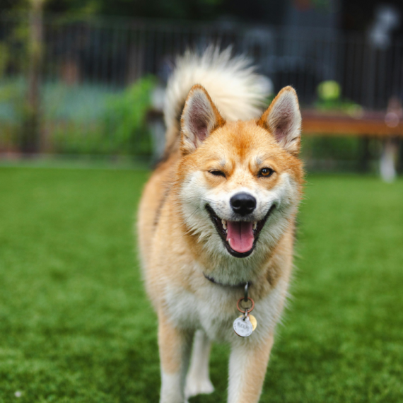 About pomsky breed - facts and overview