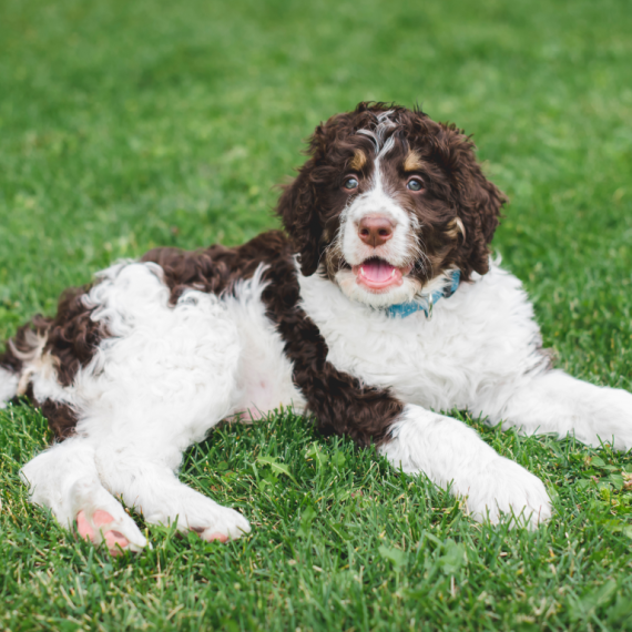 About bernedoodle breed - facts and overview