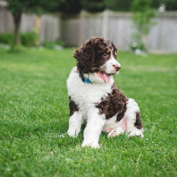 About bernedoodle breed - facts and overview
