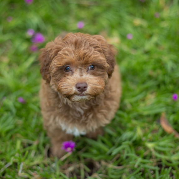 About havapoo breed - facts and overview