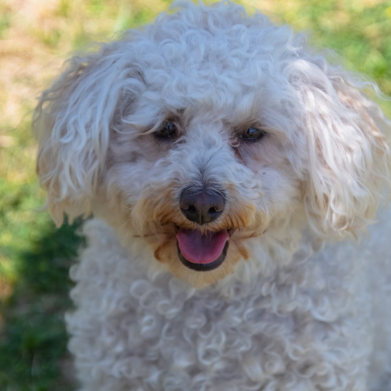 About havapoo breed - facts and overview