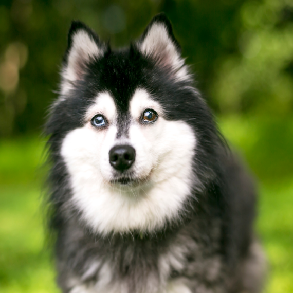 About alaskan klee kai breed - facts and overview