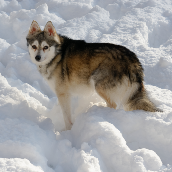 About alaskan klee kai breed - facts and overview