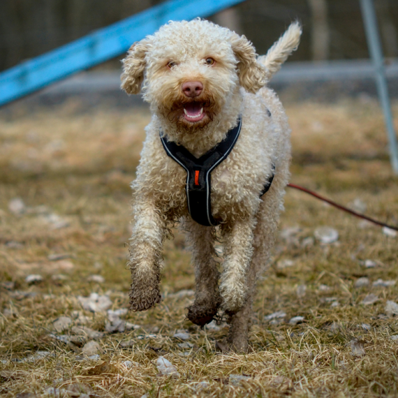 About lagotto romagnolo breed - facts and overview