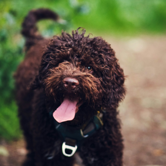 About lagotto romagnolo breed - facts and overview